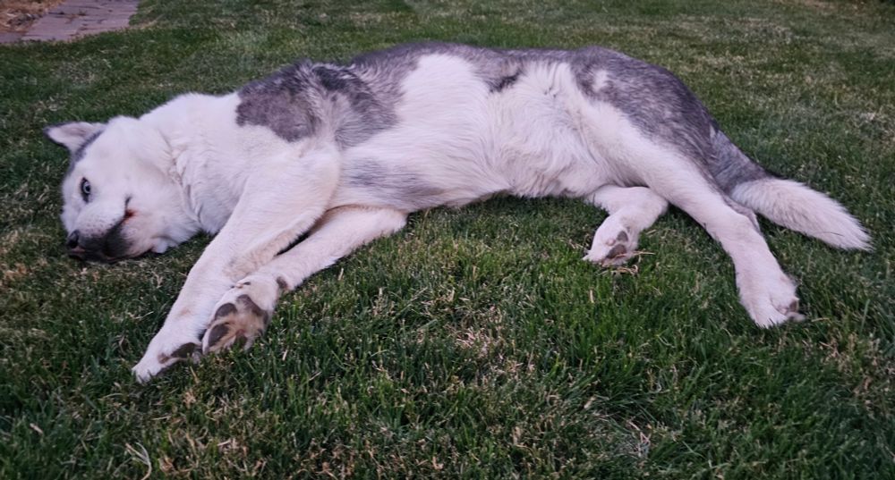 A photo of Brisco the black and white huskita flopped out on the grass.