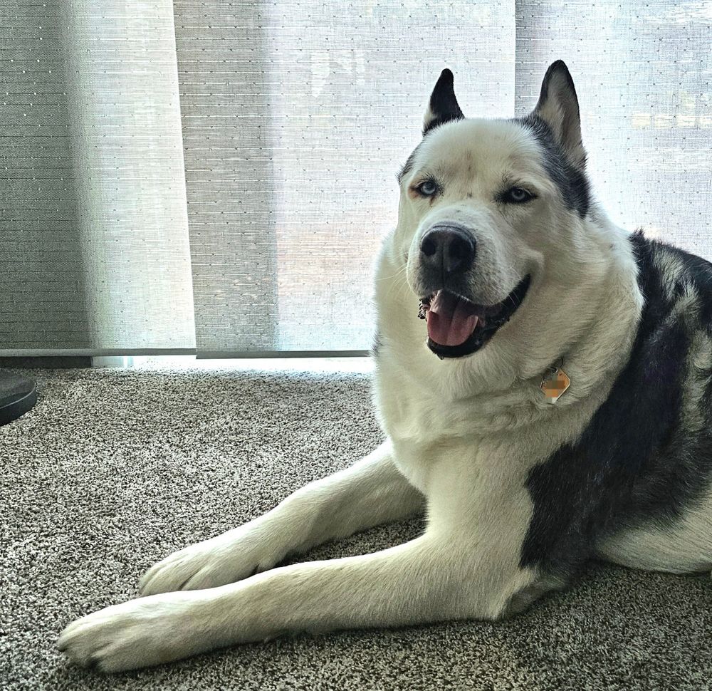 A photo of Brisco the black and white akita/husky mix laying on the floor, looking at the camera, more or less.
