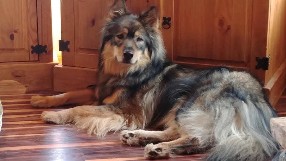A photo of Winry the chow/gsd/husky mix laying on the floor of a doggy daycare.