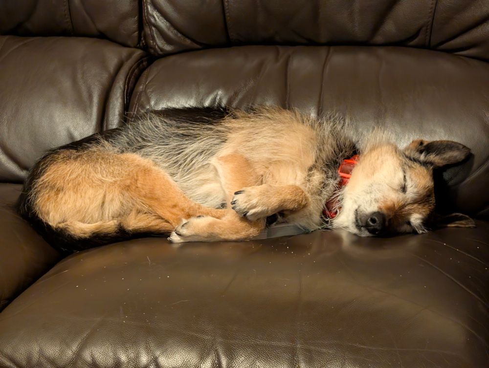 Black and tan terrier asleep on a brown leather couch. The dog is lying on her side with all four legs and tail tucked in front. Her forelegs are crossed with one paw over the other elbow. 