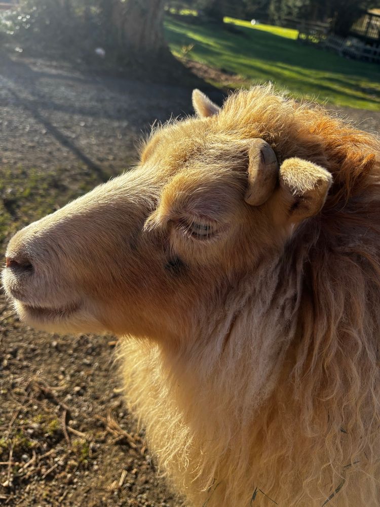 A lovely light brown Icelandic sheep stands still in the sun. 
