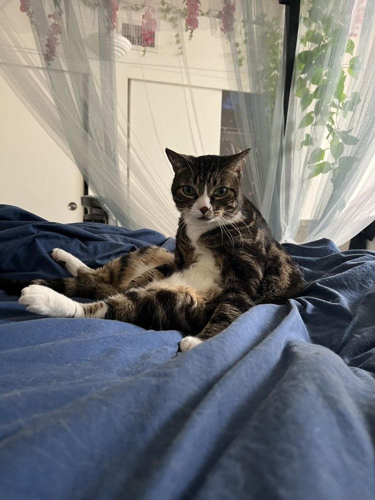Gabe, a tabby cat, sits lazily among bedsheets, looking like a little man slumped lazily on his favorite chair.