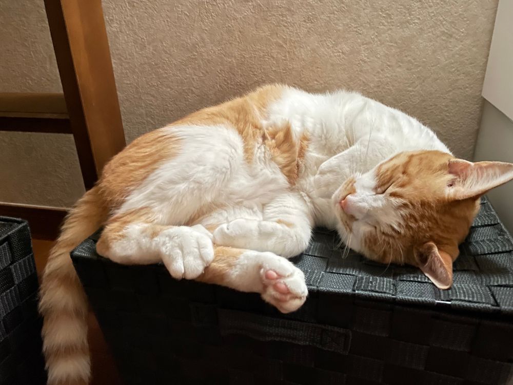 黒いケースの上で横になった猫が寝ている写真