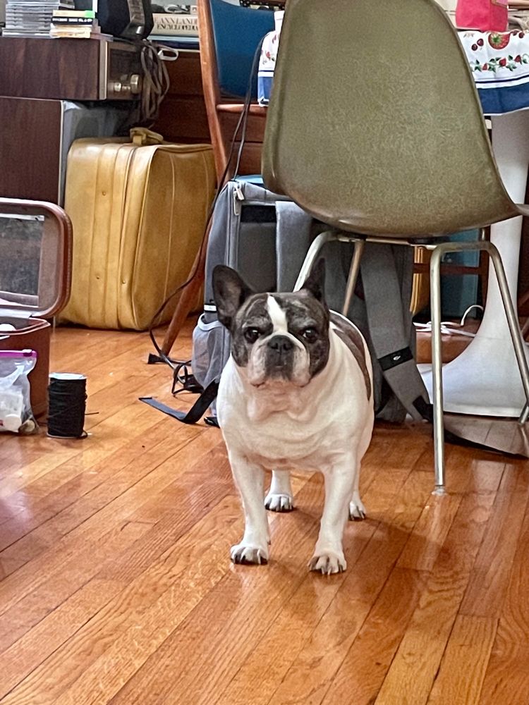 a french bulldog stands, staring, upon a hardwood floor in front of some junk