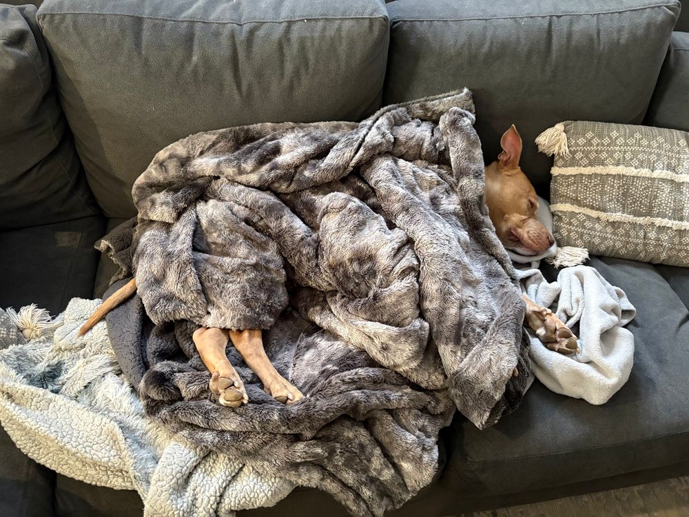 pit bull dog lying under blanket on couch 