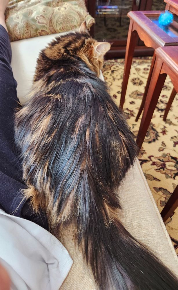A fluffy tabby lies next to her human on a beige sofa, juuust touching her flank to mine