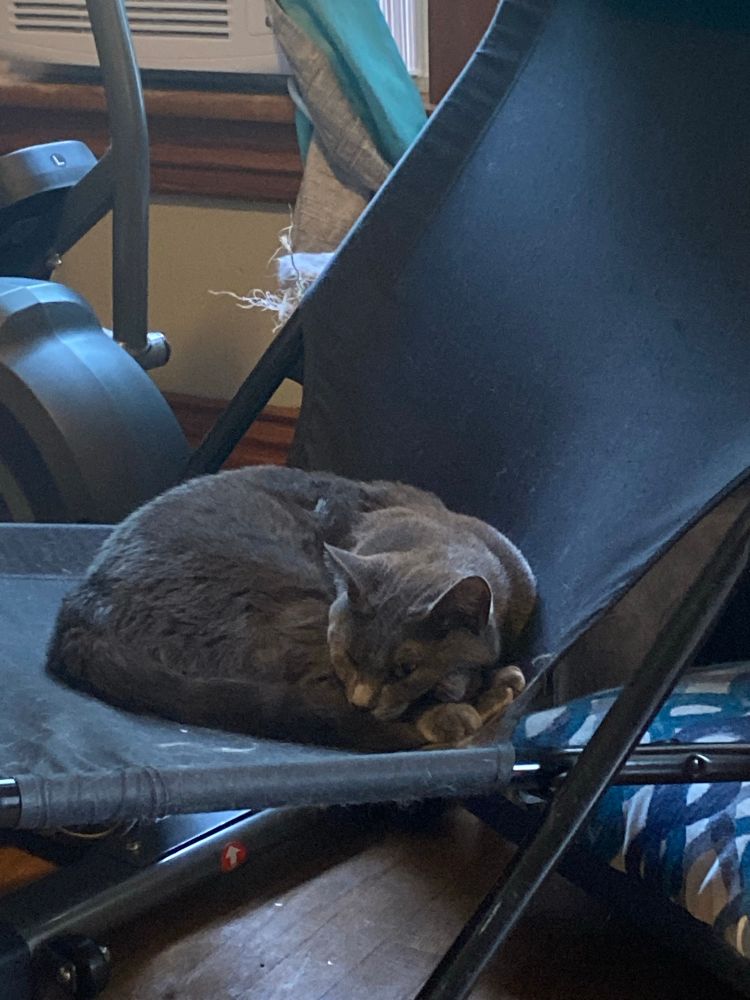 Gwen, a grey cat, sleeping on a canvas folding chair.