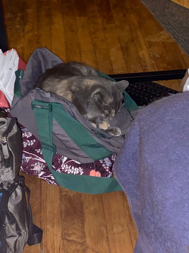 Miranda, a kinda tortoise shell colored cat, sleeping  on a canvas bag under a desk. 