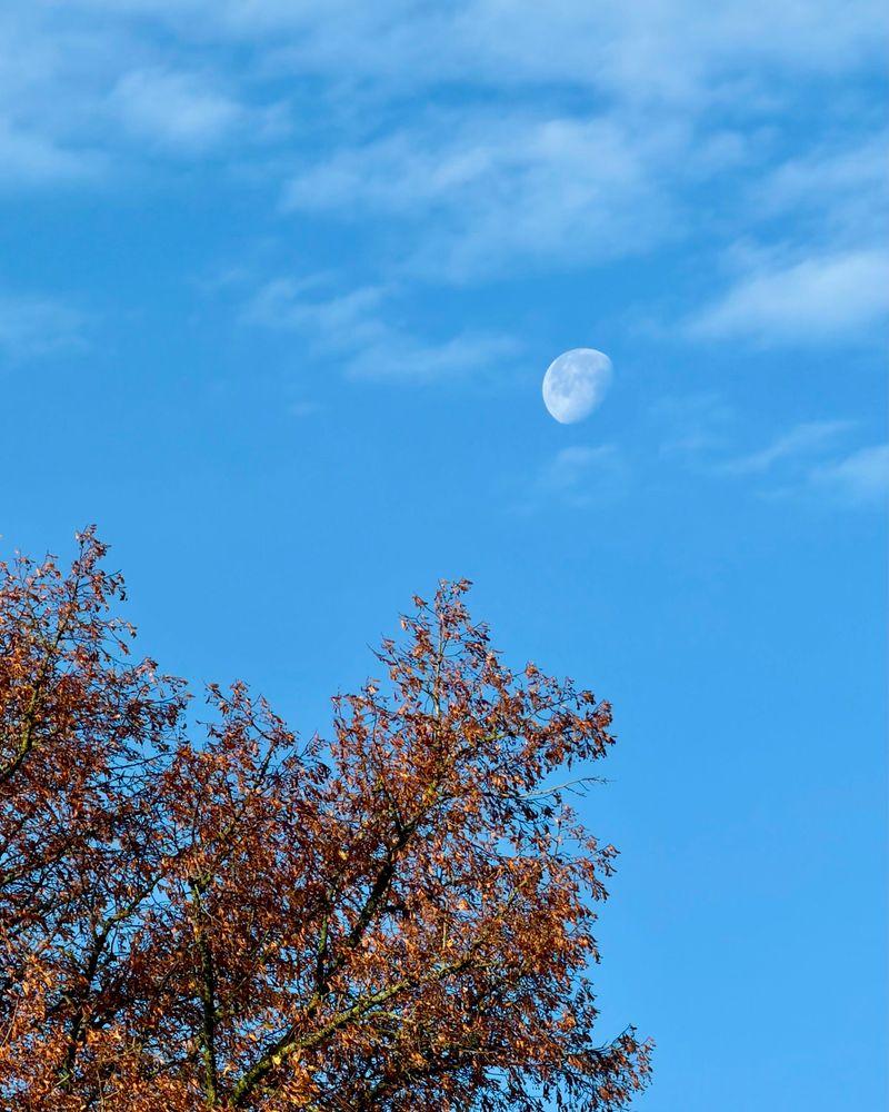 A telephoto view of a 3/4 full Moon in a mostly rich blue sky with just a few fluffy white clouds around it over the top of a tree with orange leaves