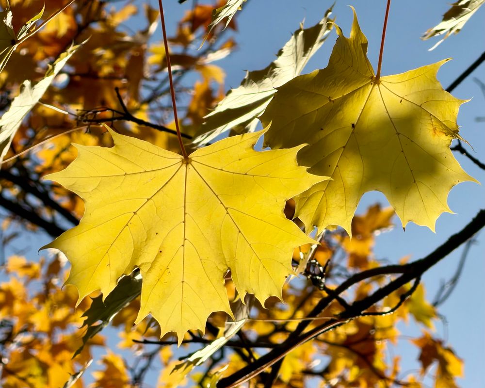 A telephoto shot looking up into the caboose of a tree dominated by a glowing yellow back-lit five-fingered leaf. More leaves and a blue sky are visible in soft focus behind.