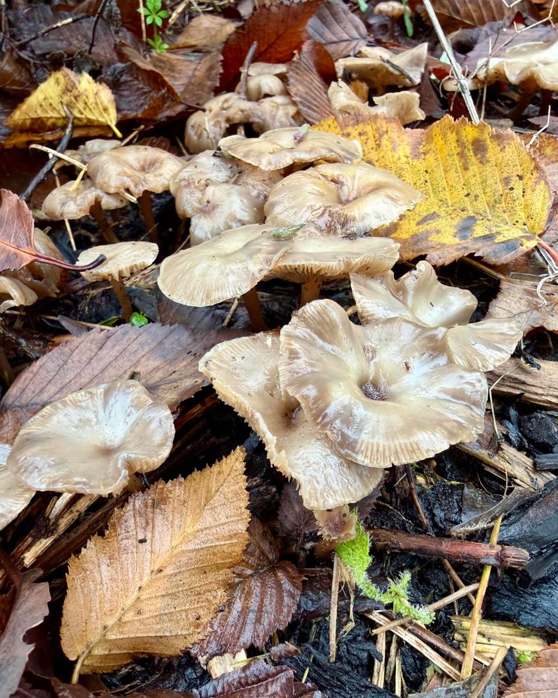 A low macra view of slimly grey mushrooms growing through tree bark chips with a few autumn leaves scattered around