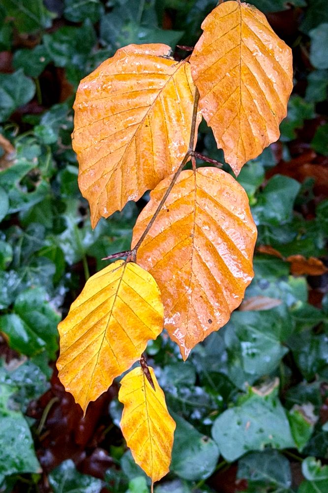 A close portrait-oriented shot of a single twig pointing down the composition with 5 closely spaced leaves, alternating left and right from the twig, with their size growing from the tip at the bottom of the frame to the top of the frame. The smallest leaf if almost all yellow, and the top leaves completely brown with an earthy orange tone, and the one between various shades between.