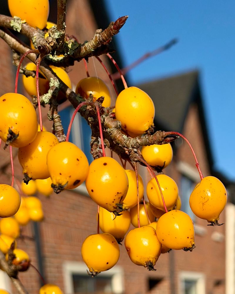 A close view of a cluster of more than ten bright orange marble-sized fruits hanging down from a bare branch with a red bricked house and a blue sky in soft focus behind.
