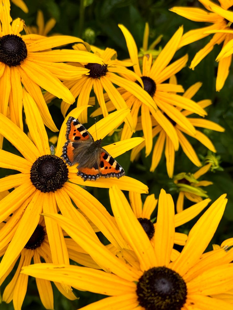 A carpet of big dark yellow orangey daisies with black centers with one butterfly perched on one of the daisies a little below and to the left of the center of the image. The butterfly has its wings wide open and is facing towards the top-right corner of the image. The butterfly’s body is brown and hairy, and the wings are predominantly an orangey red with spots of other colours including mostly black, some yellows and just a little white and blue.