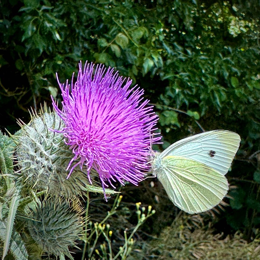 A white butterfly with one black spot and a subtle blush of yellowey green on the lower half of the closed wings with their veiny texture perched on the lower right of a big bright purple thistle flower looking like spikes hair on a pineapple. The background is a soft focus shaded hedgerow.