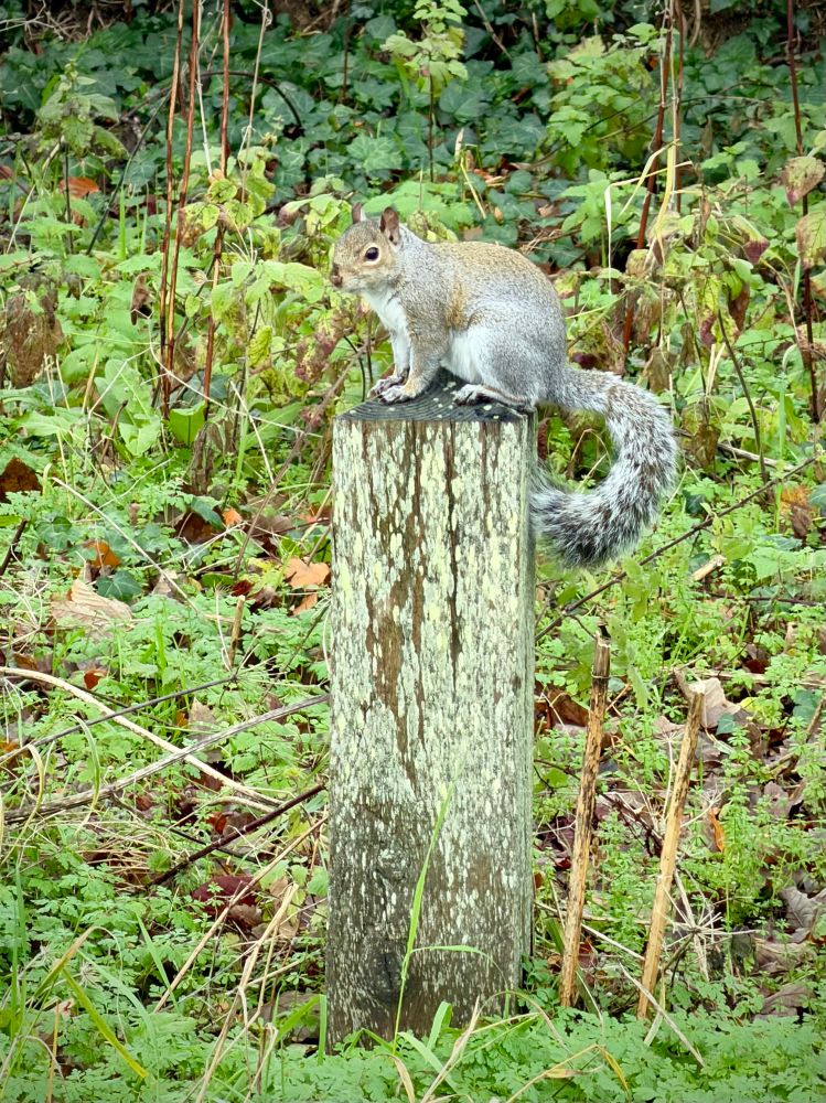 A grey squirrel perched on top of a short wooden post surrounded by greenery.