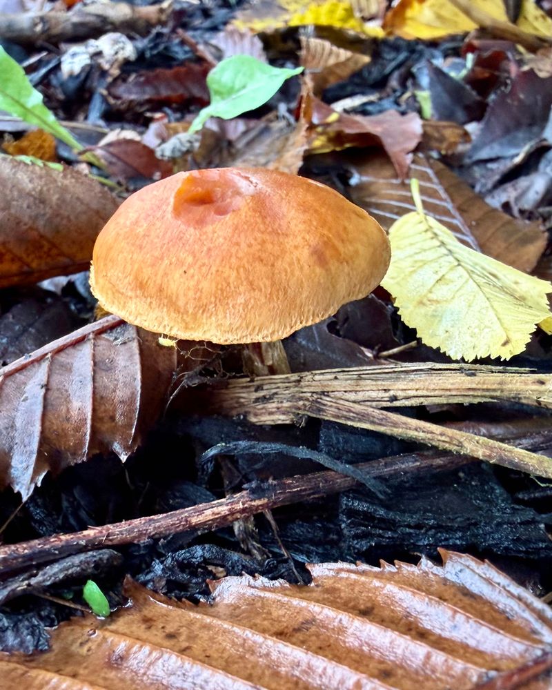 A low close macro view of a single mushroom with a light-orange cap growing through wood bark chips surrounded by fallen brown, orange, and yellow leaves.
