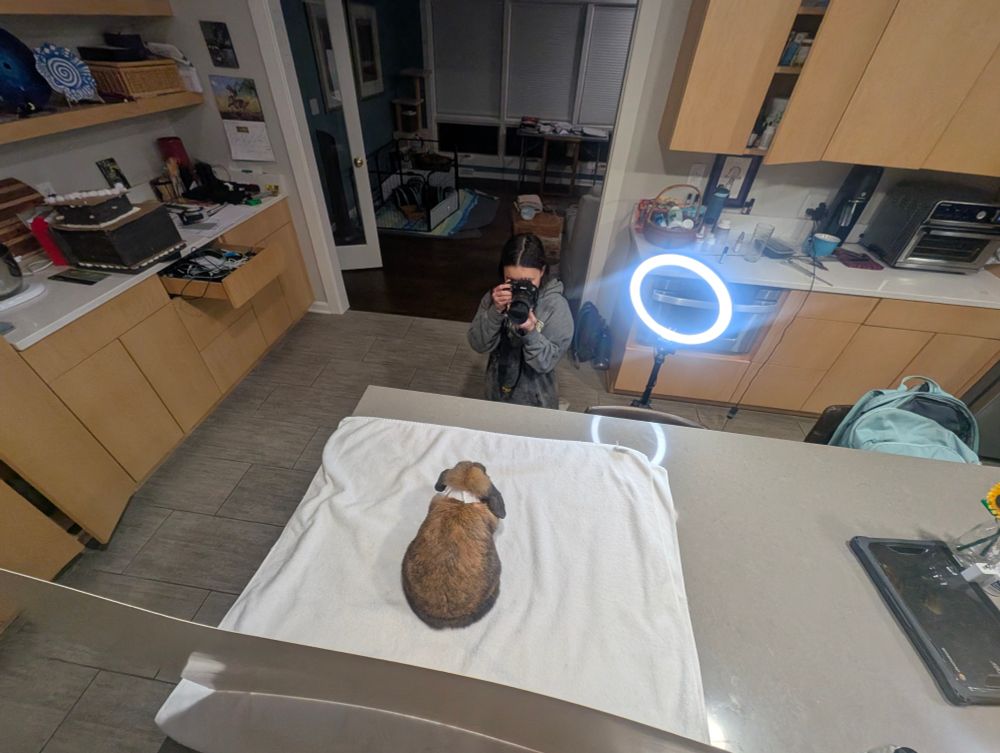 Overhead view of a bunny on a white towel atop a granite countertop. There is a poster board behind him. A female teenager is taking his photo with a digital SLR camera. On the right is a ring light. 