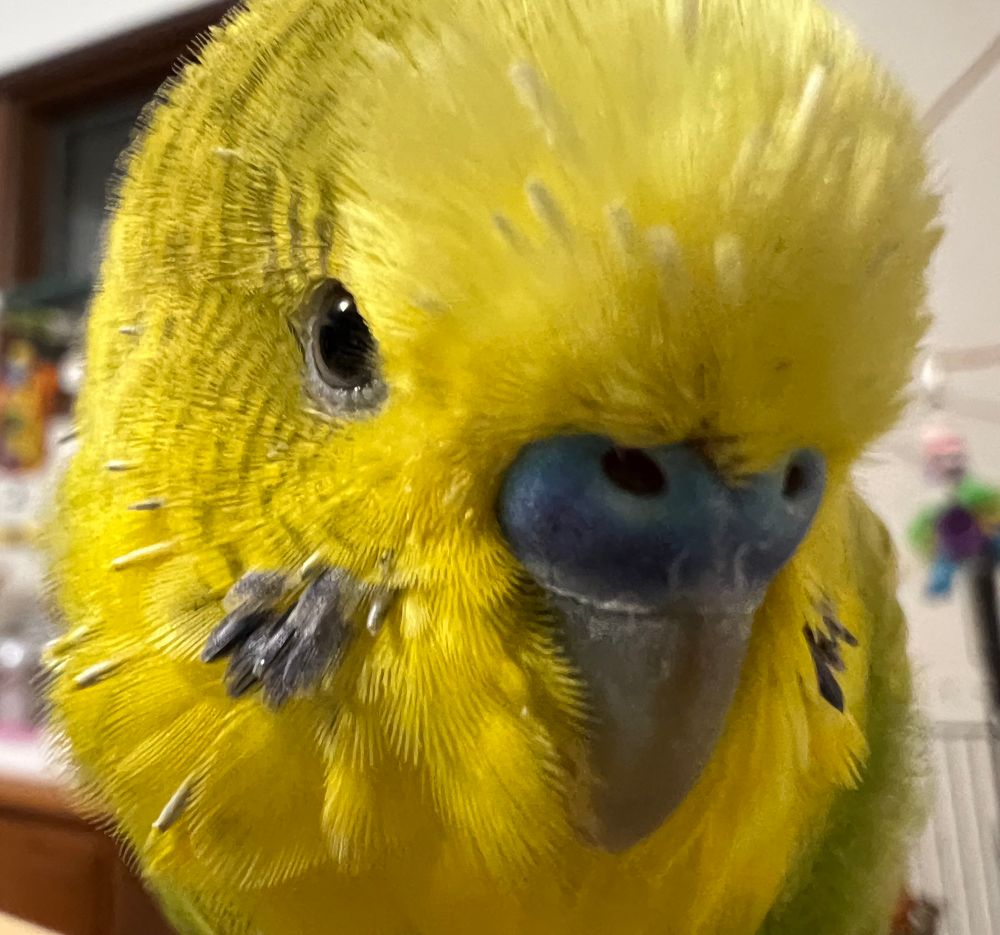 A yellow and green parakeet with his face very very close to the camera