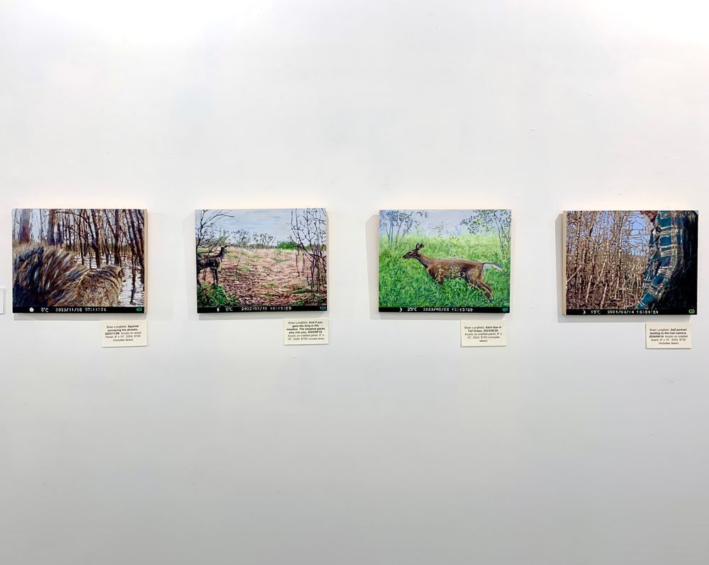 Four acrylic paintings from trail camera images installed in the Cre8ery gallery and studio. 

 Different genres of images, like mug shots and instagram selfies confer meaning to their subjects differently and in a way that derives from the images use or function, rather than its contents. In this way images taken with a motion sensitive trail camera confer a unique context on their subjects. Trail cameras, sometimes known as “camera traps” are used to study animal populations in wildlife ecology and also to track game for hunting. These images, easily recognisable by the strip of data along the bottom confer a fascinating layer of ambiguity on what could otherwise be conventional canadian landscape paintings.  Do they show research subjects or prey? Typically Canadian landscape painting is also a romanticized pursuit, to have examples of it derived from a genre of photography used for scientific data seems like an ironic way to question that reading. 

