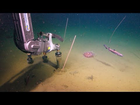 A Treasure Trove | Canyons, Vents, and Seeps of the Chile Margin
