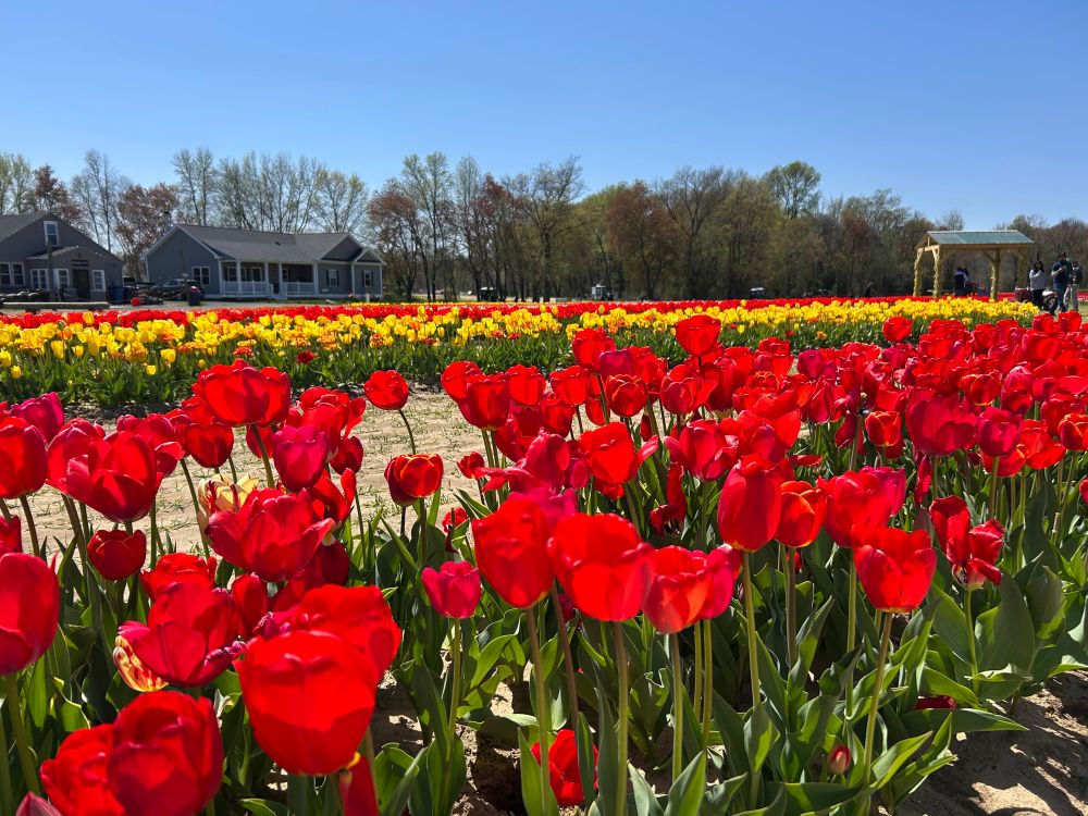 Fields of colorful tulips.