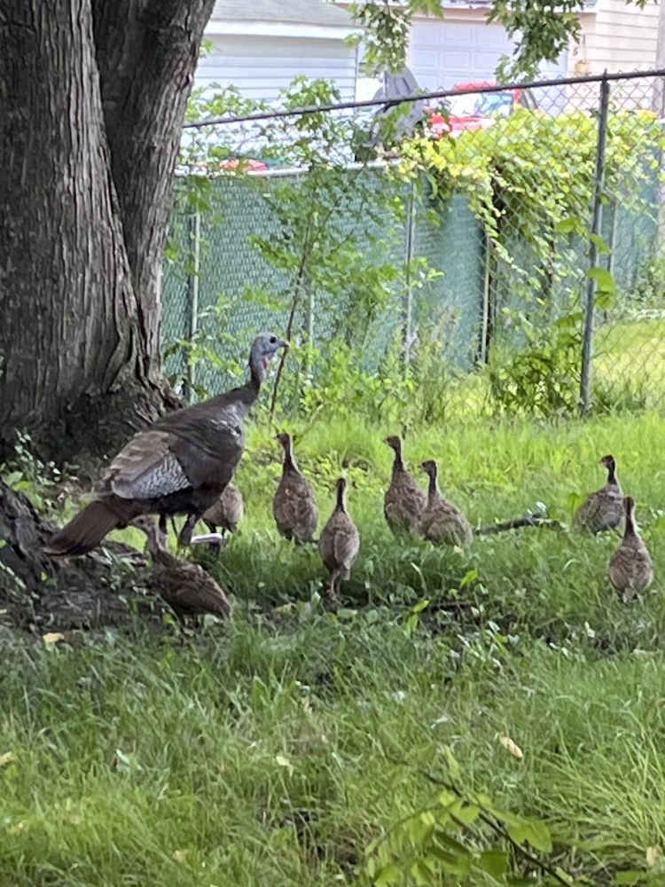 Wild turkeys next to a tree