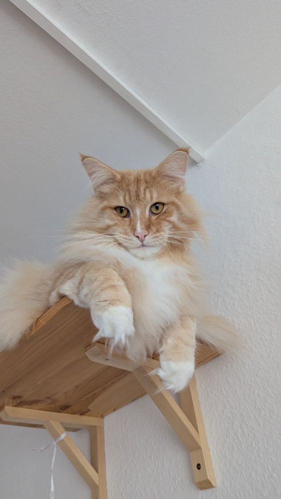 A cat high up on a shelf