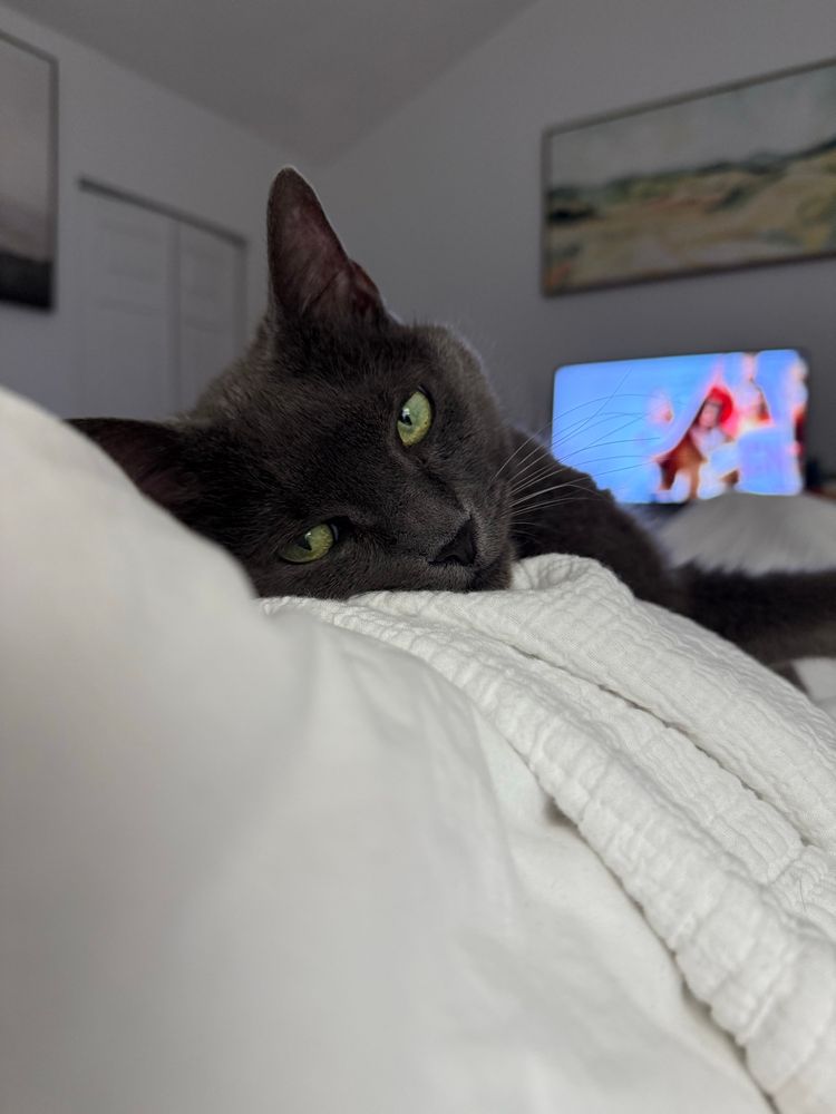 My cat Navi laying on my legs in bed looking at the camera 