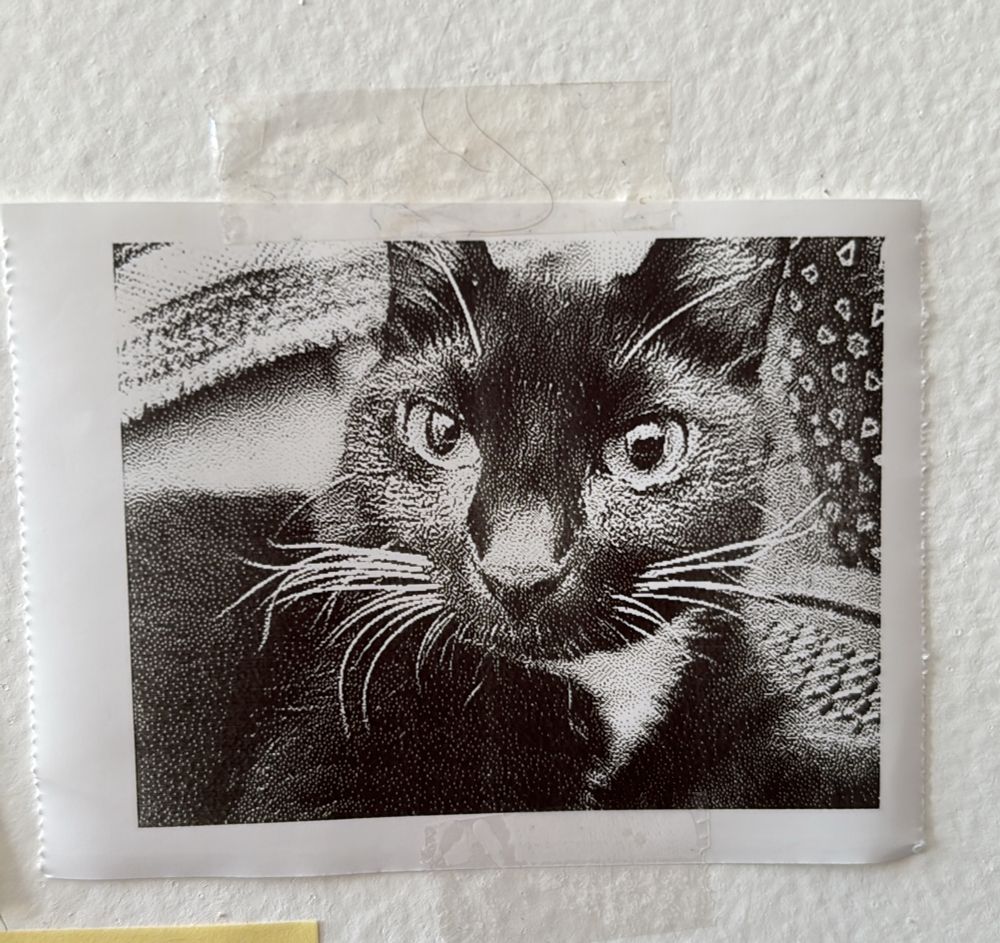 foto da gata colada na parede com fita adesiva