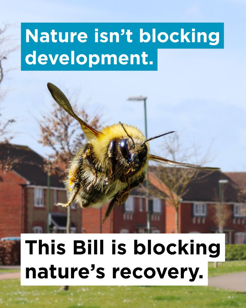 A bumblebee flying with houses and gardens in the background. Text reads: Nature isn't blocking development. This Bill is blocking nature's recovery.