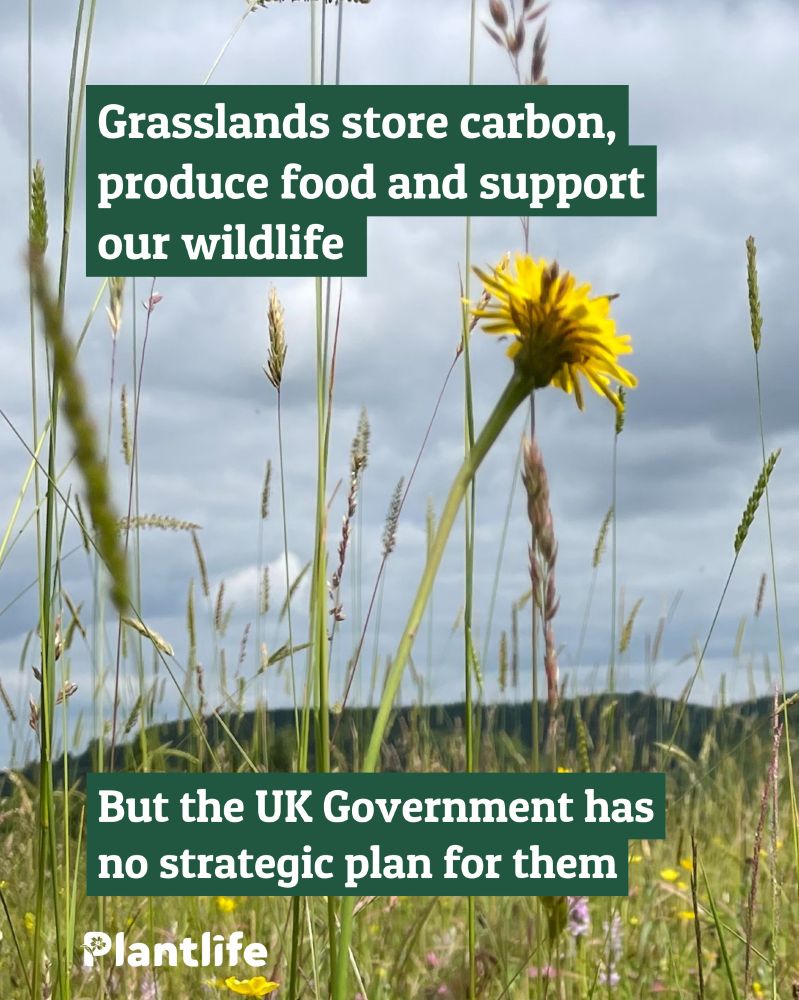 An image of a grassland with the text: "Grasslands store carbon, produce food and support our wildlife. But the UK Government has no strategic plan for them."