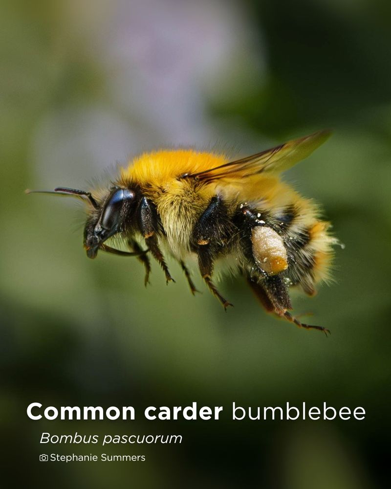 A close-up of a Common carder bumblebee flying in the air on a dark green background.