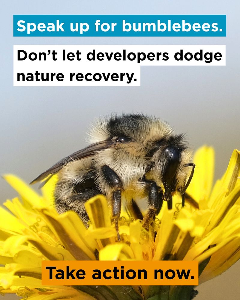 A close-up of a Shrill carder bumblebee feeding on a yellow flower. Text reads: 'Speak up for bumblebees. Don't let developers dodge nature recovery. Take action now.
