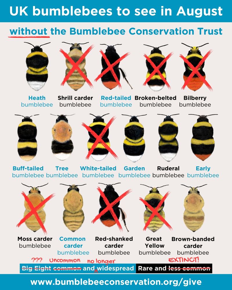 A graphic showing the eight common and rare and less common UK bumblebee species that can be seen in August. Many of the bumblebees have red crosses over them to indicate what could happen without the Bumblebee Conservation Trust.