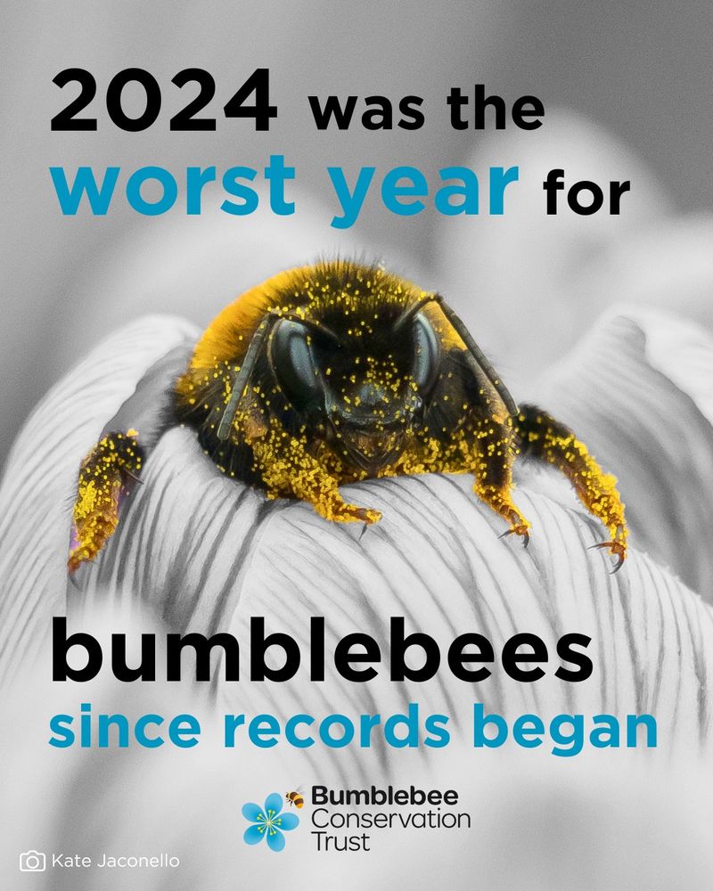 A bumblebee dusted in yellow pollen sitting in a greyed-out flower. Text reads: 2024 was the worst year for bumblebees since records began.