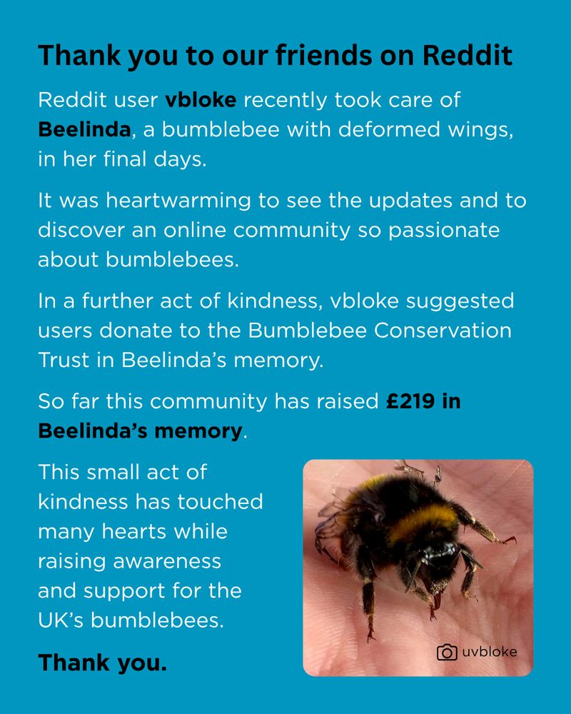 Thank you to our friends on Reddit
Reddit user vbloke recently took care of Beelinda, a bumblebee with deformed wings, in her final days.
It was heartwarming to see the updates and to discover an online community so passionate about bumblebees.
In a further act of kindness, vbloke suggested users donate to the Bumblebee Conservation Trust in Beelinda’s memory. 
So far this community has raised £219 in Beelinda’s memory.
This small act of kindness has touched many hearts while raising awareness and support for the UK’s bumblebees.
Thank you.