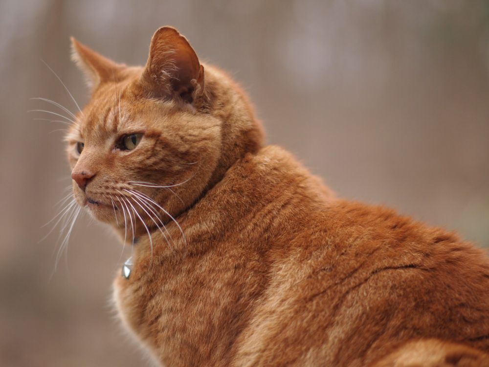 Orange cat in profile, sitting on a picnic table