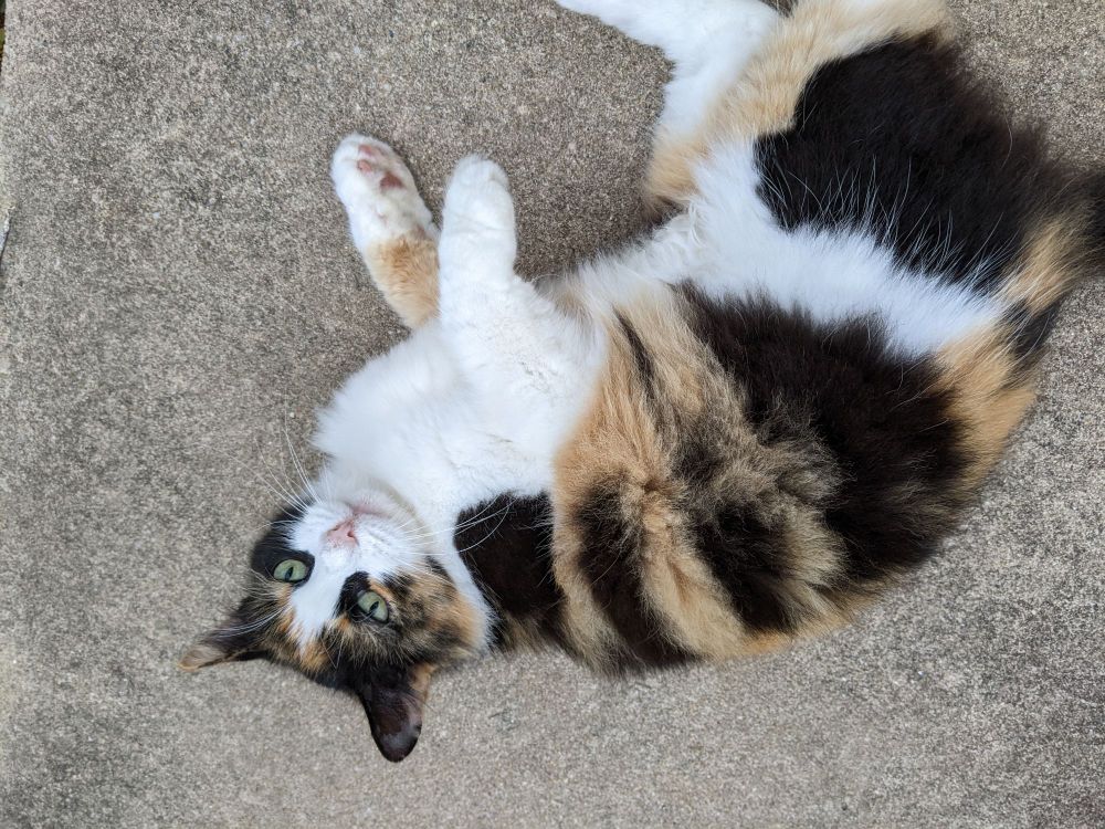 A cat flopped on their back