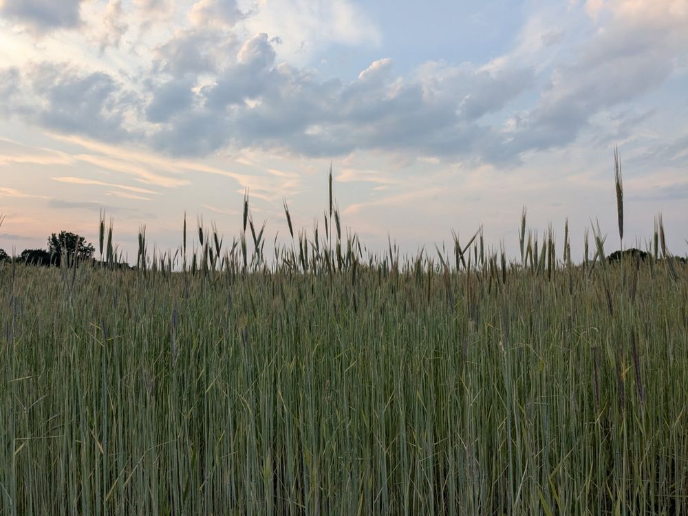 Giant field of wheat/tall grass and dusky sky with epic clouds
