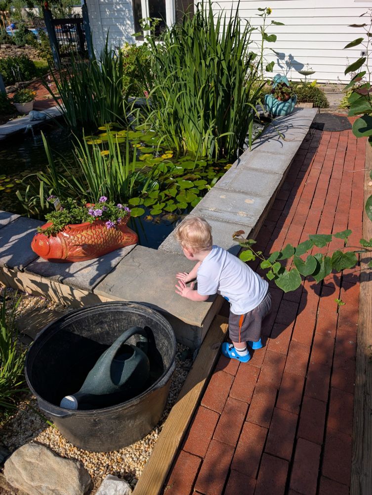 Benny trying to climb into my uncle's pond at a 4th of July party