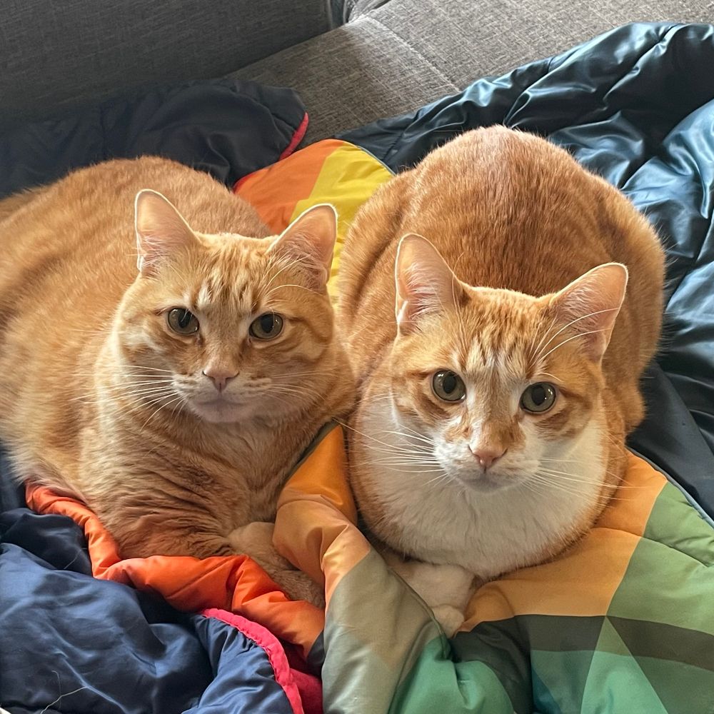 Two orange tabbies, Crush and Cosmo.