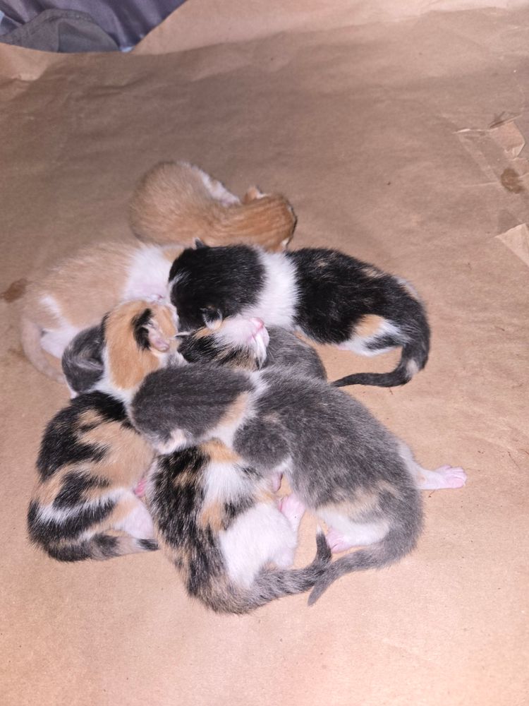 Newborn kittens sleeping in a group 