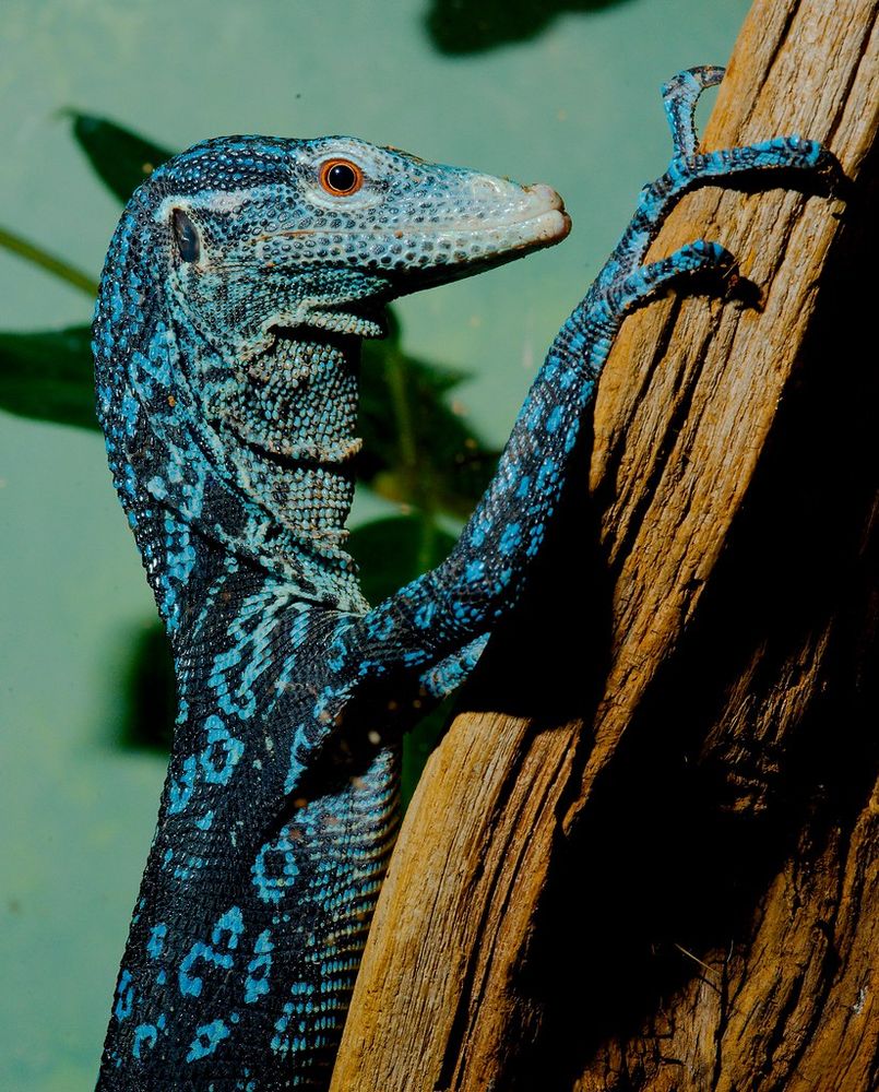 A long, skinny lizard with long claws clinging to the side of a tree with it's head tilted forward and a red eye trained on the camera. It's scales are black with a bright blue ringlet pattern

"Blue Tree Monitor (Varanus macraei)" by guppiecat is licensed under CC BY-NC-ND 2.0. To view a copy of this license, visit https://creativecommons.org/licenses/by-nc-nd/2.0/?ref=openverse.