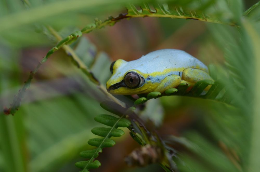 A small frog sitting crouched with its legs tucked in on a plant frond. It is a soft pastel blue on top, pale yellow underneath, and has two large brown eyes with a thick black line going from the tip of its nose to its eyes.

"Heterixalus madagascariensis" by Pavel Kirillov is licensed under CC BY-SA 4.0. To view a copy of this license, visit http://creativecommons.org/licenses/by-sa/4.0/?ref=openverse.