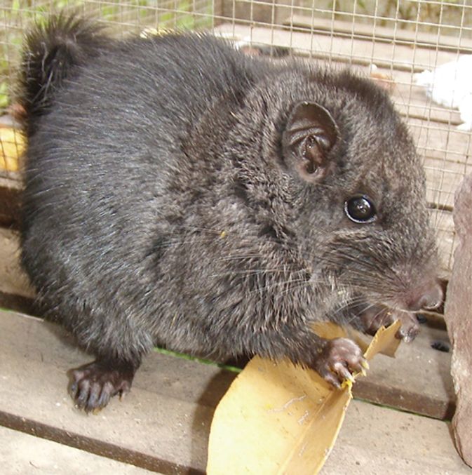 A small rodent, dark grey with a shorter stubbier snout and dark brown eyes, crouched and holding a leaf in its front paws. 

"Laonastes aenigmamus - young male JP Hugot PLOS ONE" by Jean-Pierre Hugot is licensed under CC BY 2.5. To view a copy of this license, visit https://creativecommons.org/licenses/by/2.5/?ref=openverse.
