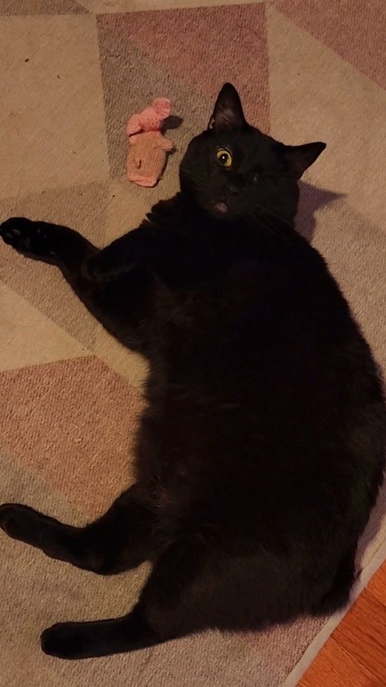 A large black manx cat with one eye laying on her side on a rug with a catnip stuffed cat toy next to her head.
