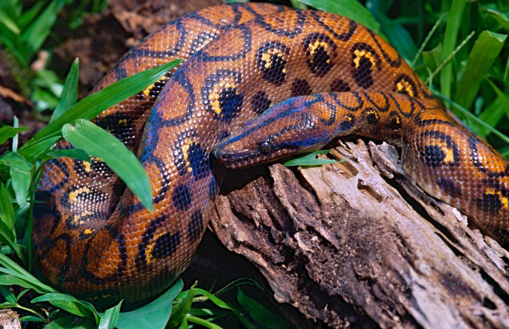 A long brown boa constrictor with an elongated face, covered in dark brown circles (some with yellow in the middle) laying on a log. It has an iridescent sheen covering its scaled.

"File:Rainbow Boa (Epicrates cenchria) juvenile (14115578555).jpg" by Bernard DUPONT from FRANCE is licensed under CC BY-SA 2.0. To view a copy of this license, visit https://creativecommons.org/licenses/by-sa/2.0/?ref=openverse.
