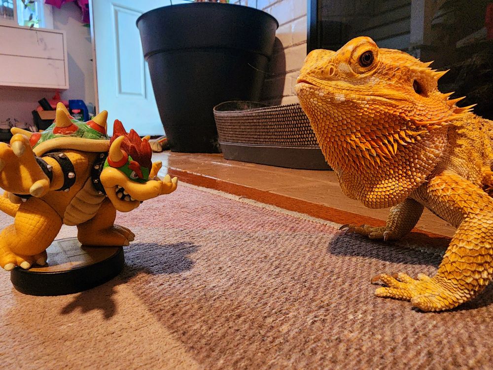 A photo of a bearded dragon on the right, staring off with a Bowser Nintendo Amiibo. 