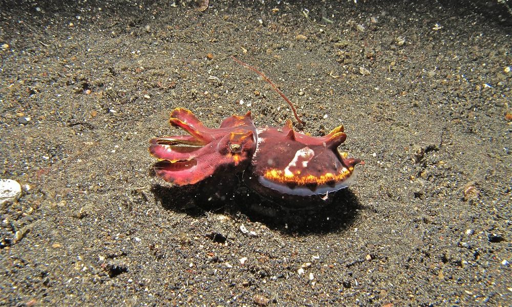 A flamboyant cuttlefish, a small cephalopod with short tentacles floating just above the ocean floor.

"Flamboyant Cuttlefish (Metasepia pfefferi)" by berniedup is licensed under CC BY-SA 2.0. To view a copy of this license, visit https://creativecommons.org/licenses/by-sa/2.0/?ref=openverse. 